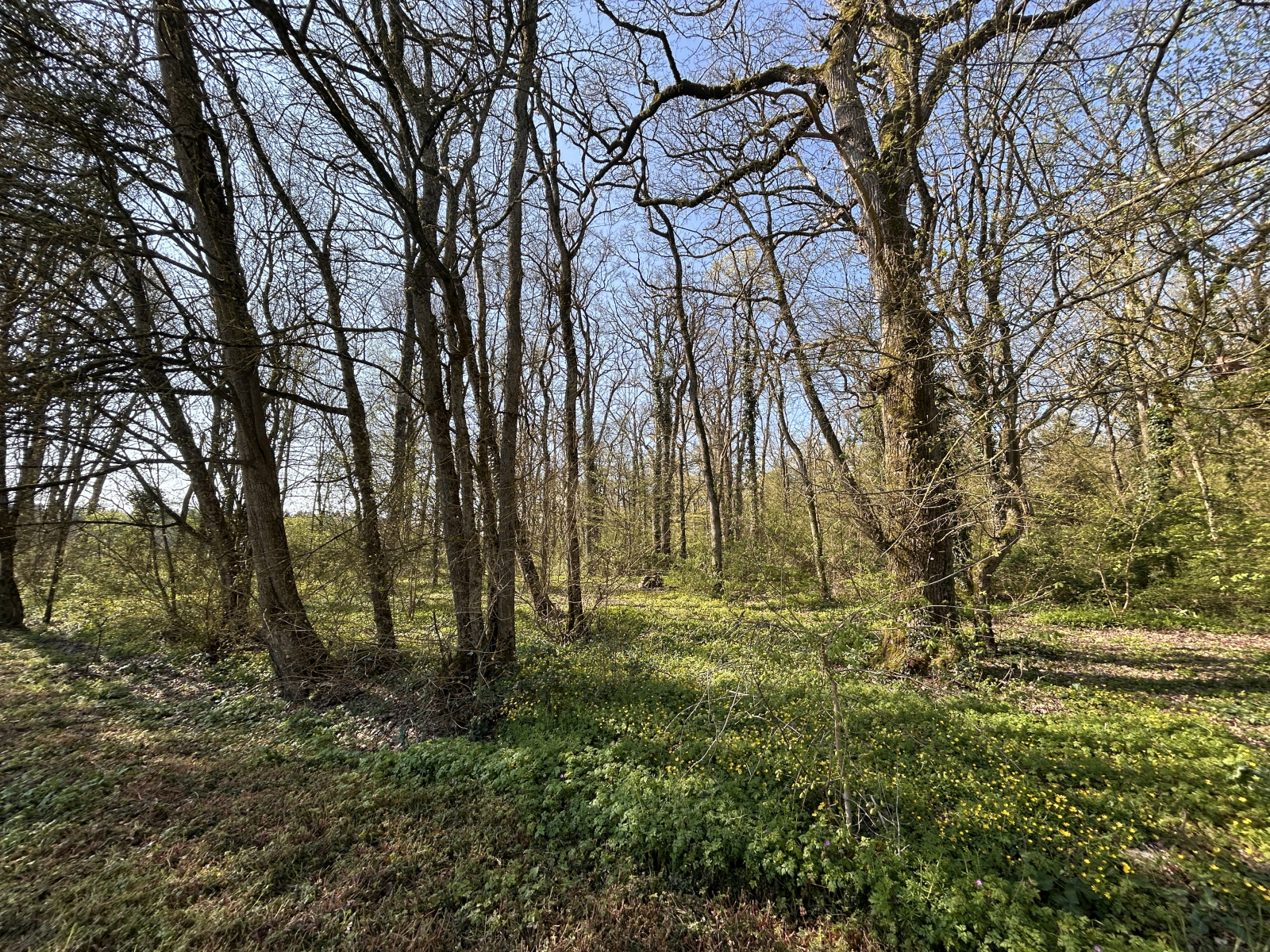 Image_, Maison, Saint-Branchs, ref :2188N